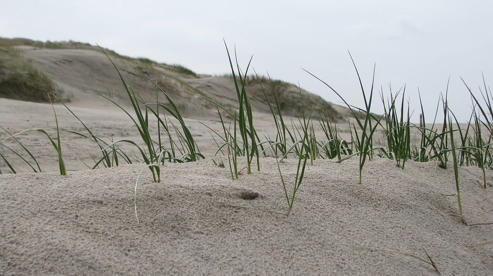 helmgras Helmgras 1024x575