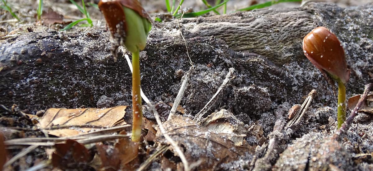 beukenootje Beukenootje 1024x768