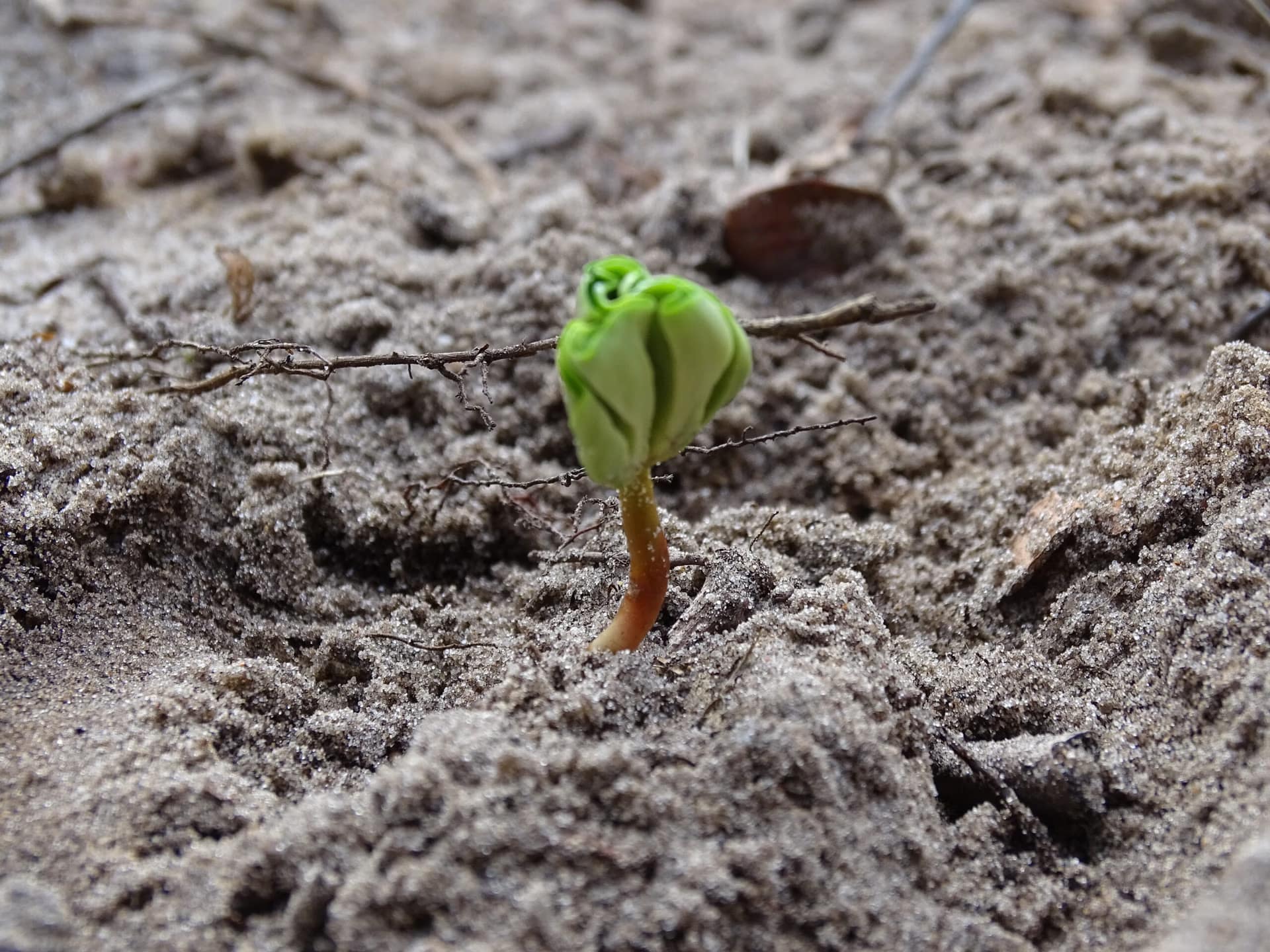 Crafting Captivating Headlines: Your awesome post title goes here Ontkiemen Beukenootje