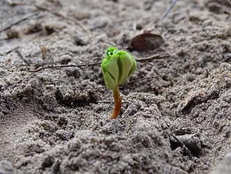 Home Ontkiemen Beukenootje