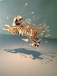 Home Tijger Met Pijlen