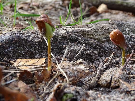 Delen & Helpen Beukenootje