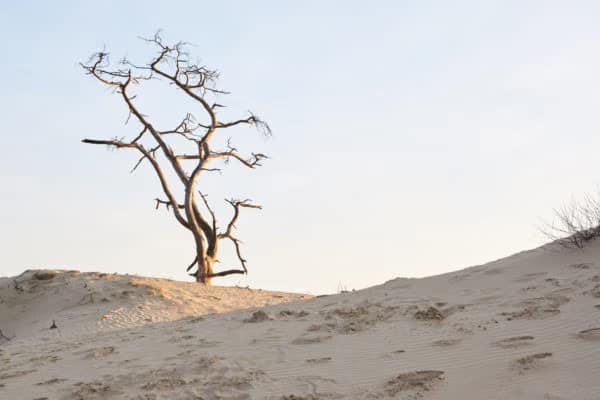 Delen & Helpen Dode Boom Op Duin